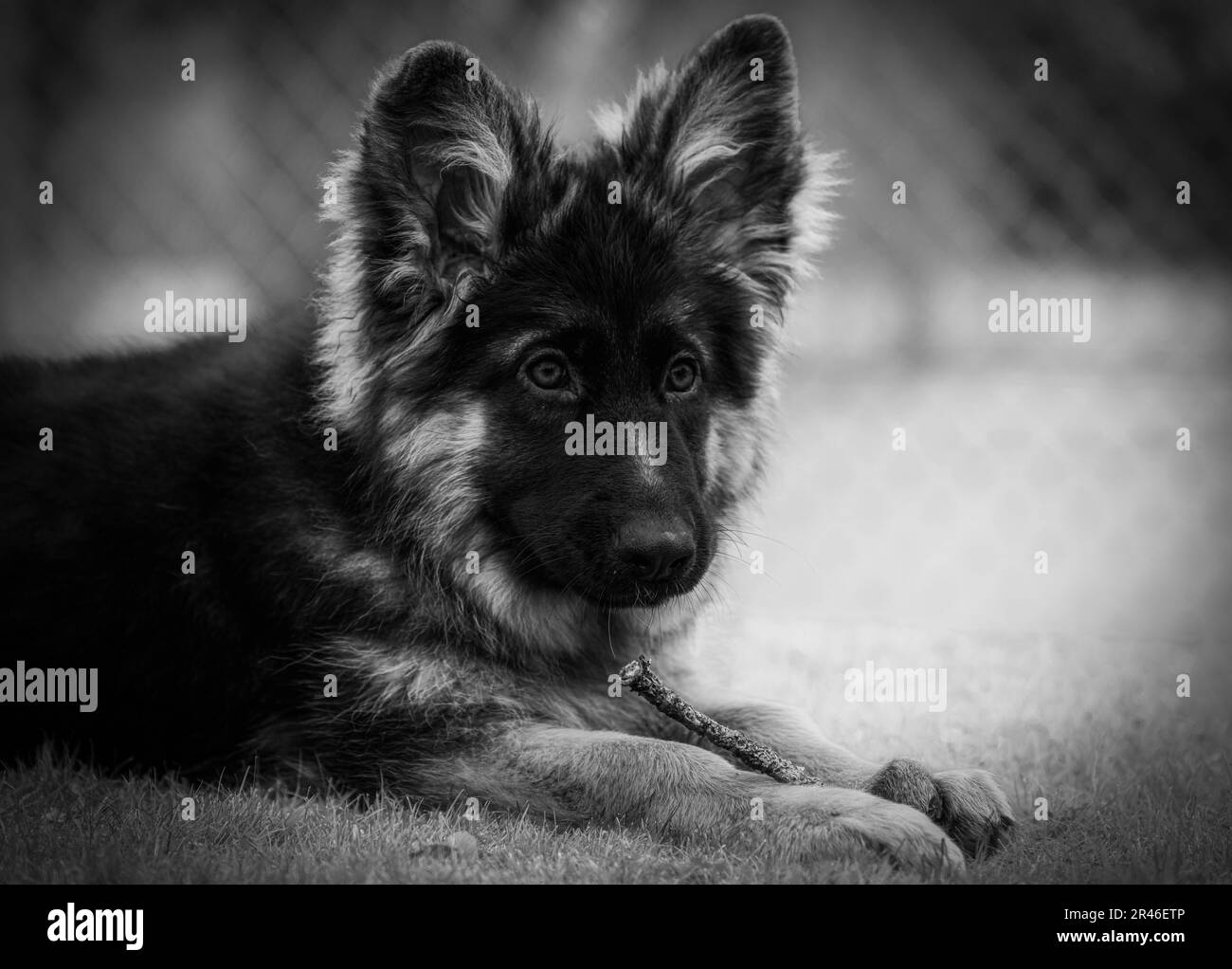 Reliable and dependable Black and White Stock Photos & Images Alamy