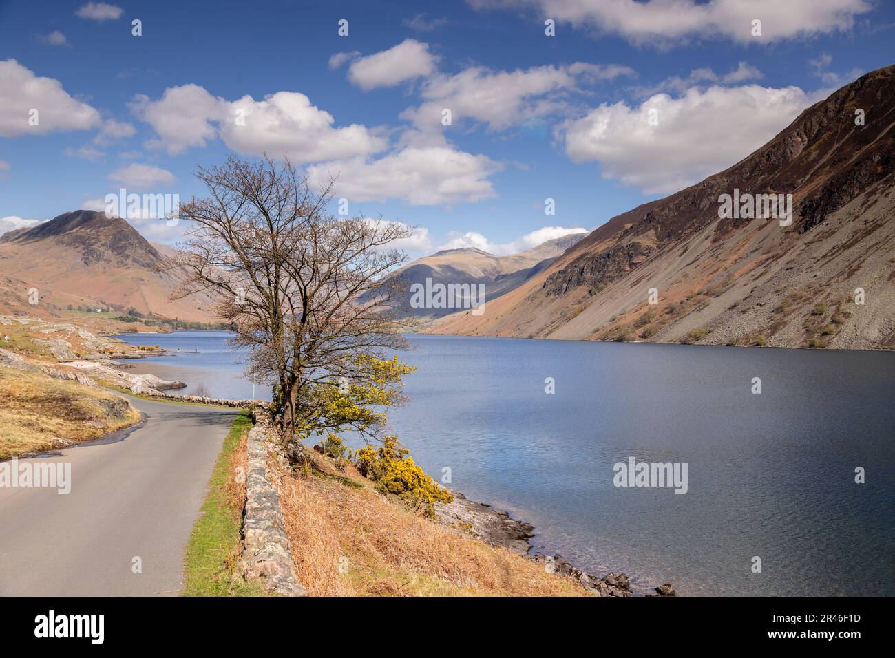 Tree, lake and mountains, Wastwater, Lake District, England Stock Photo