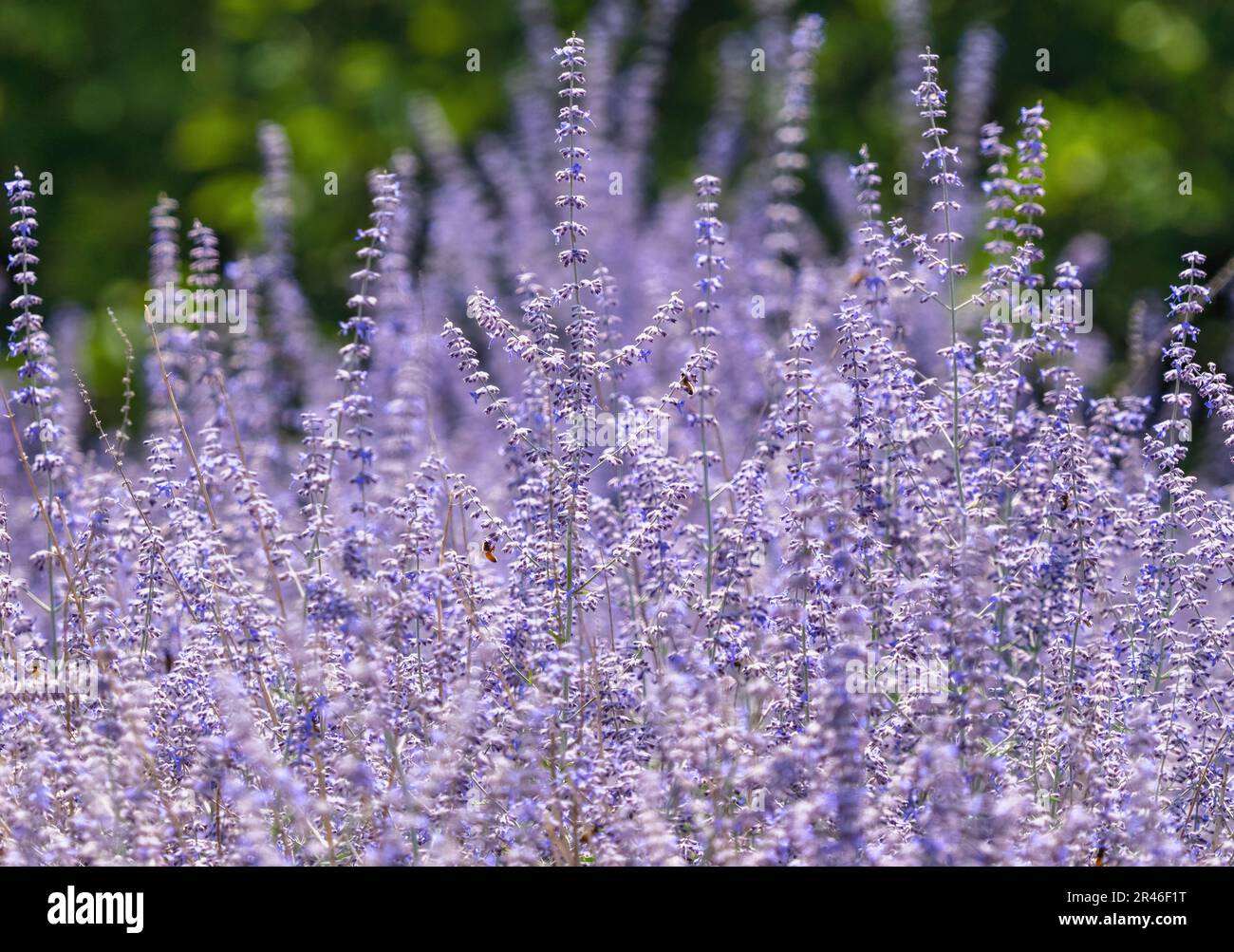 Russian Sage, a drought-tolerant, showy and hardy perennial, blooming in the garden. Stock Photo