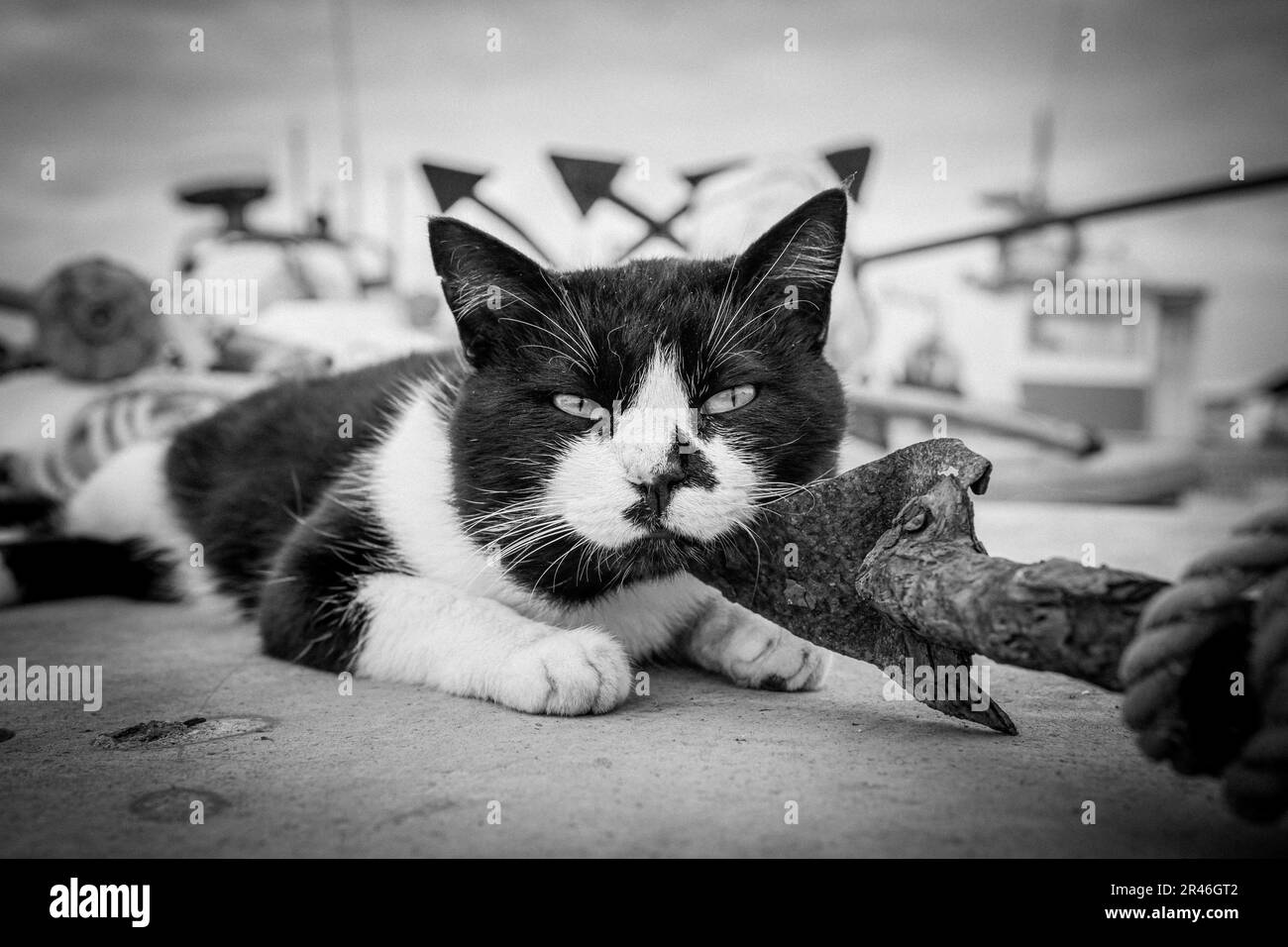 A grayscale shot of an adorable tabby cat lying on the ground on ...