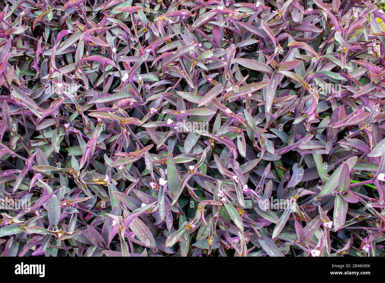 Top view of Tradescantia plants located in the Bicentenario  Park of the Miraflores district in Lima Peru. Stock Photo