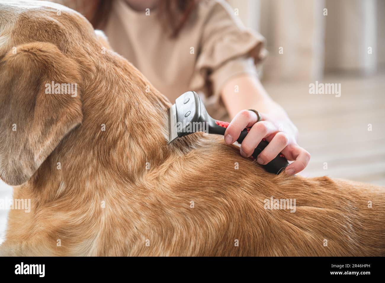 girl combing the hair of her labrador dog. Grooming undercoat dogs. Labrador retriever. Concept hygiene and care for dogs. Problem spring molt pet. Stock Photo