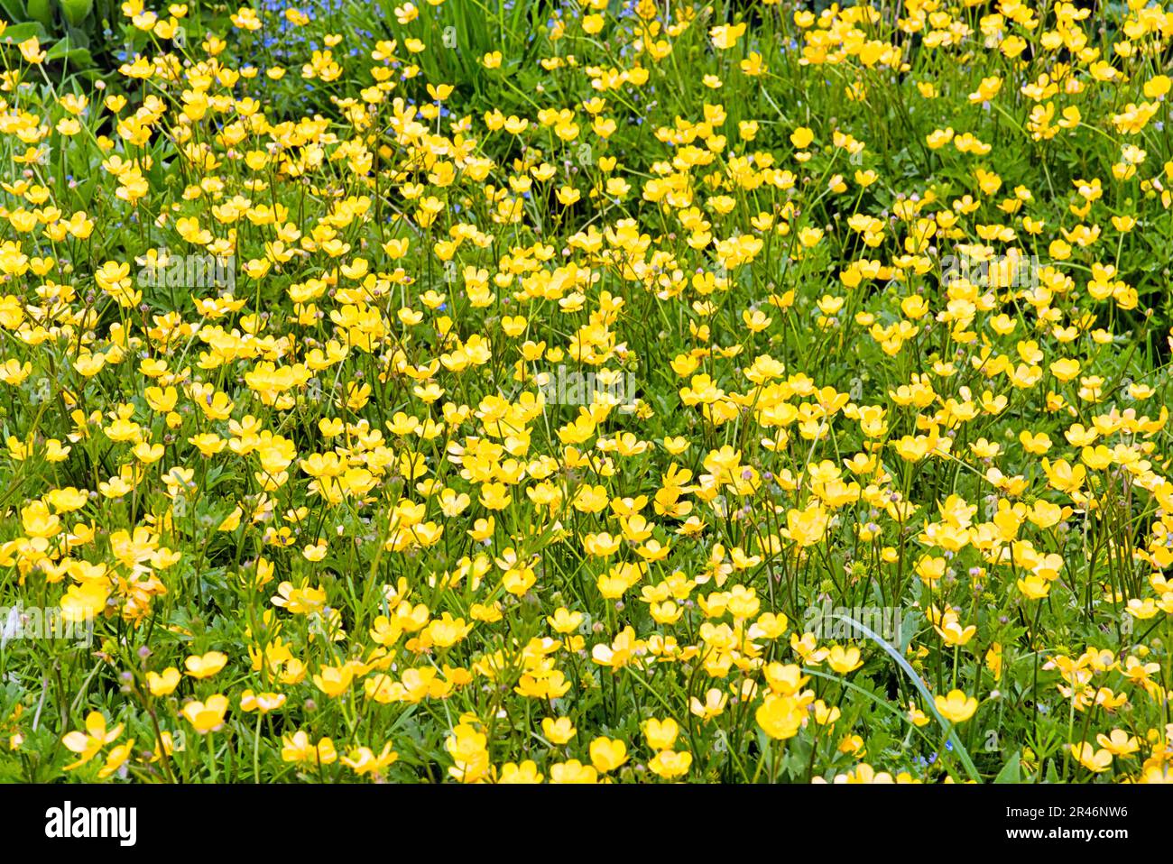 scottish wildflowers buttercups Stock Photo Alamy