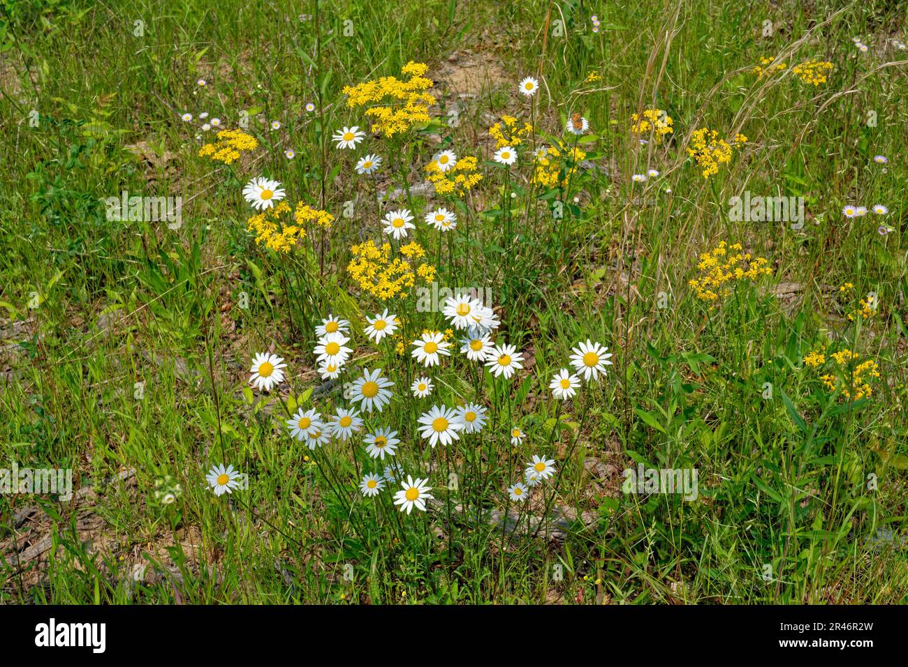 White daisies and yellow butterweed in bloom with tall grasses and a small butterfly and flying insects on the open flowers in a field on a sunny day Stock Photo