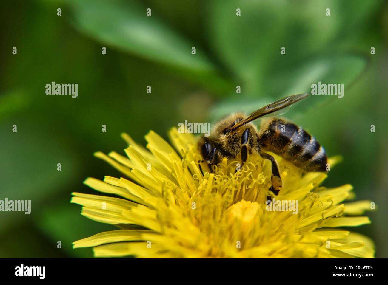 A closeup of bee sipping nectar from flower on blurred background Stock Photo