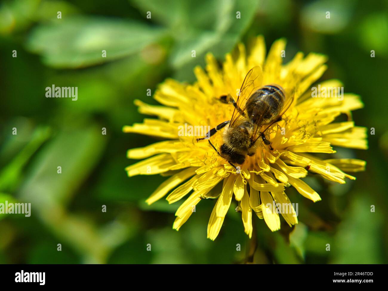 A closeup of bee sipping nectar from flower on blurred background Stock Photo