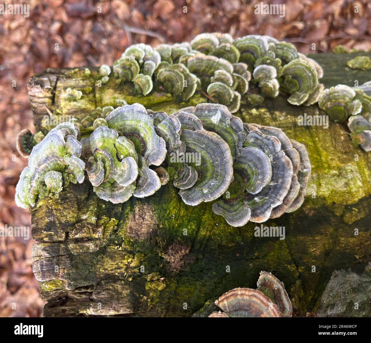 A wooden log with a variety of mushrooms growing on its surface Stock Photo