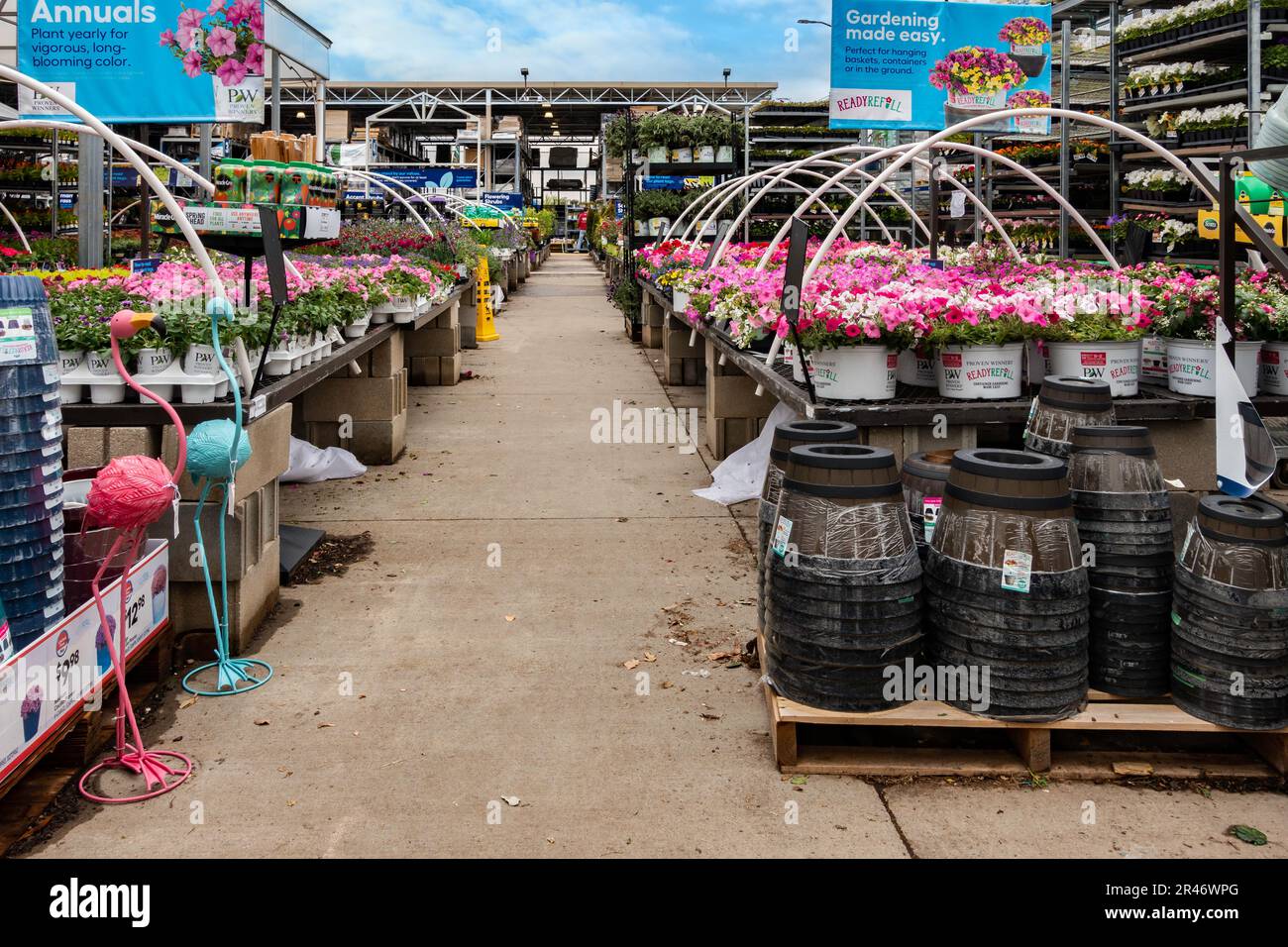 Rows of flowering bedding plants and distant Lowe’s employee at Lowe’s Garden Center in Wichita, Kansas, USA. Stock Photo