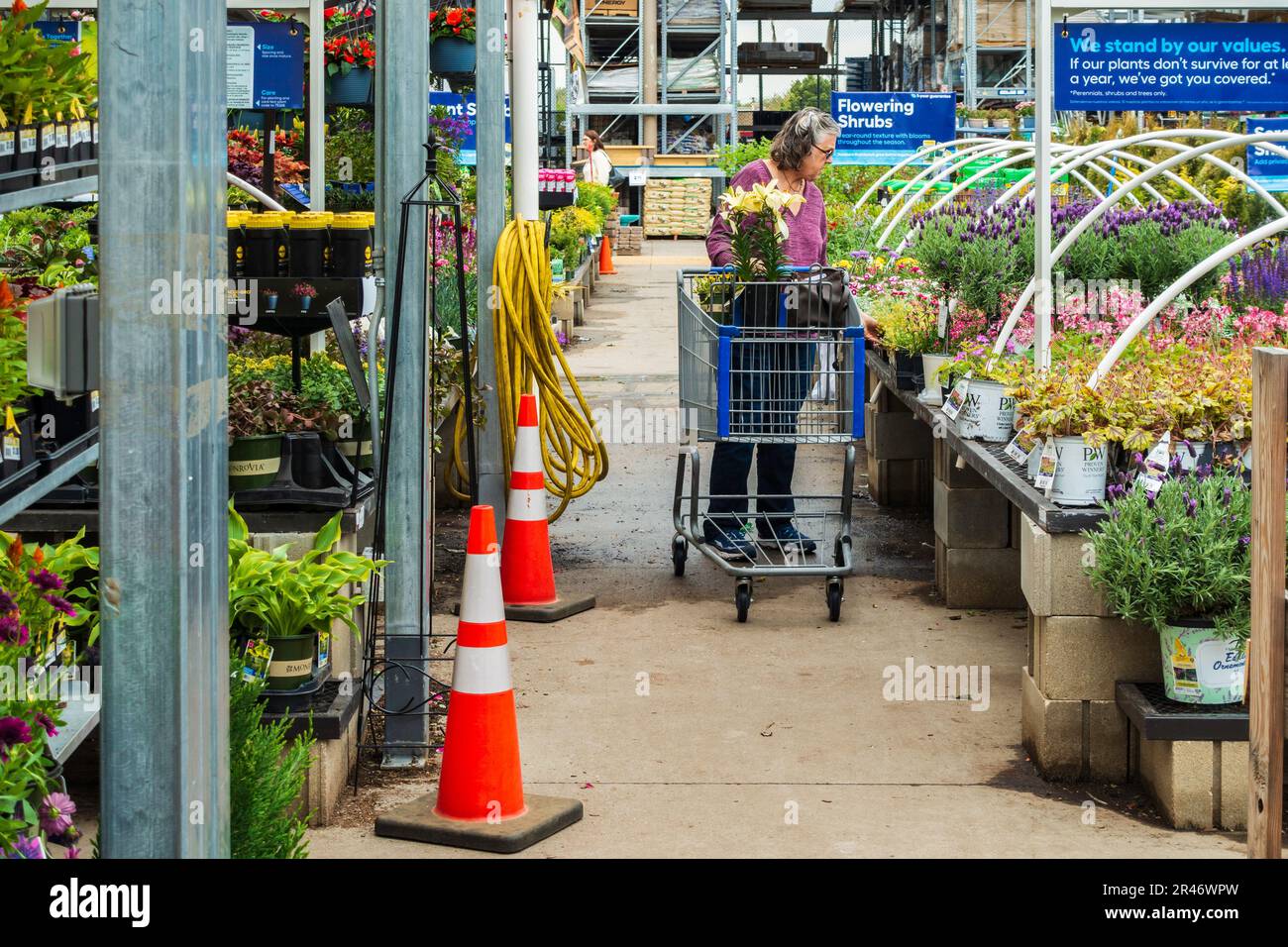 Elderly Caucasion woman with a shopping basket chooses plants at Lowe's Garden Center hothouse in Wichita, Kansas, USA. Stock Photo