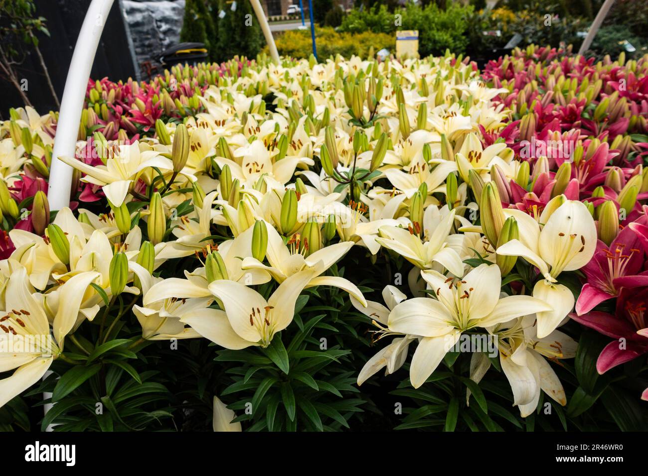 Asiatic lilies garden hires stock photography and images Alamy