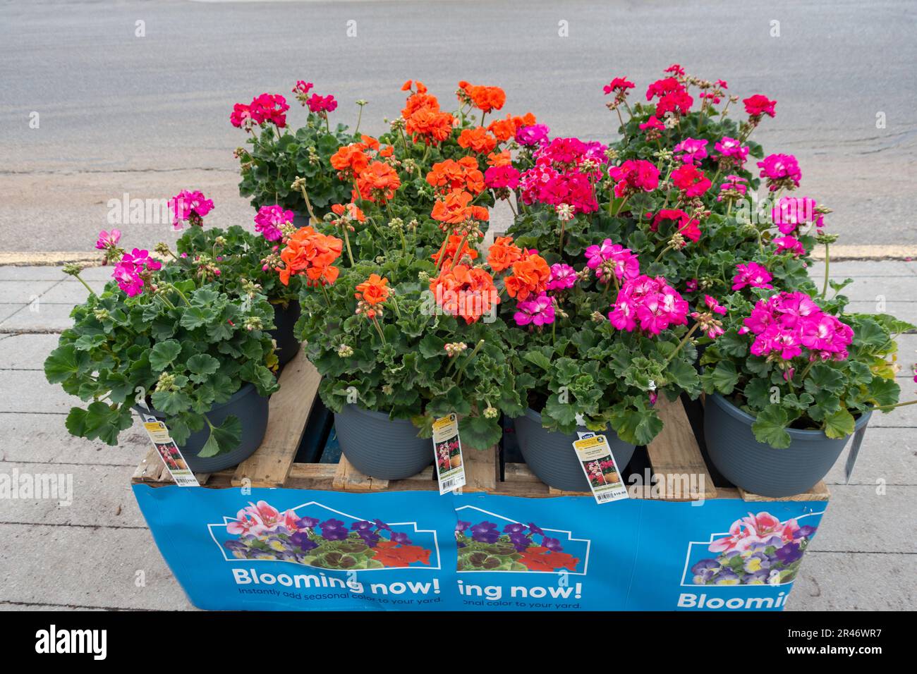 Blooming red & pink geranium in pots for sale at Lowe's garden center in Wichita, Kansas, USA. Stock Photo
