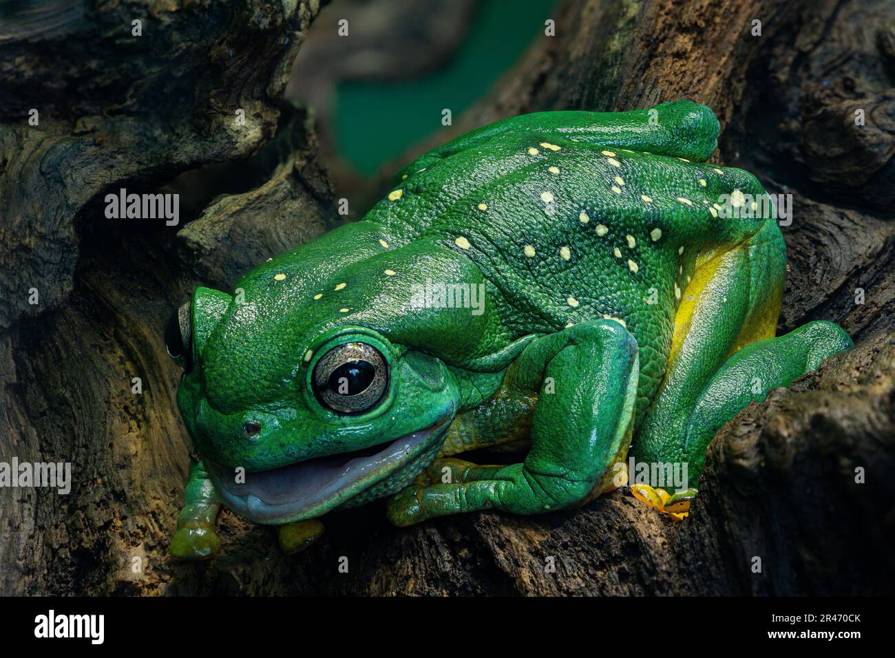 A vibrant magnificent tree frog (Ranoidea splendida) frog perched contentedly on a tree Stock Photo