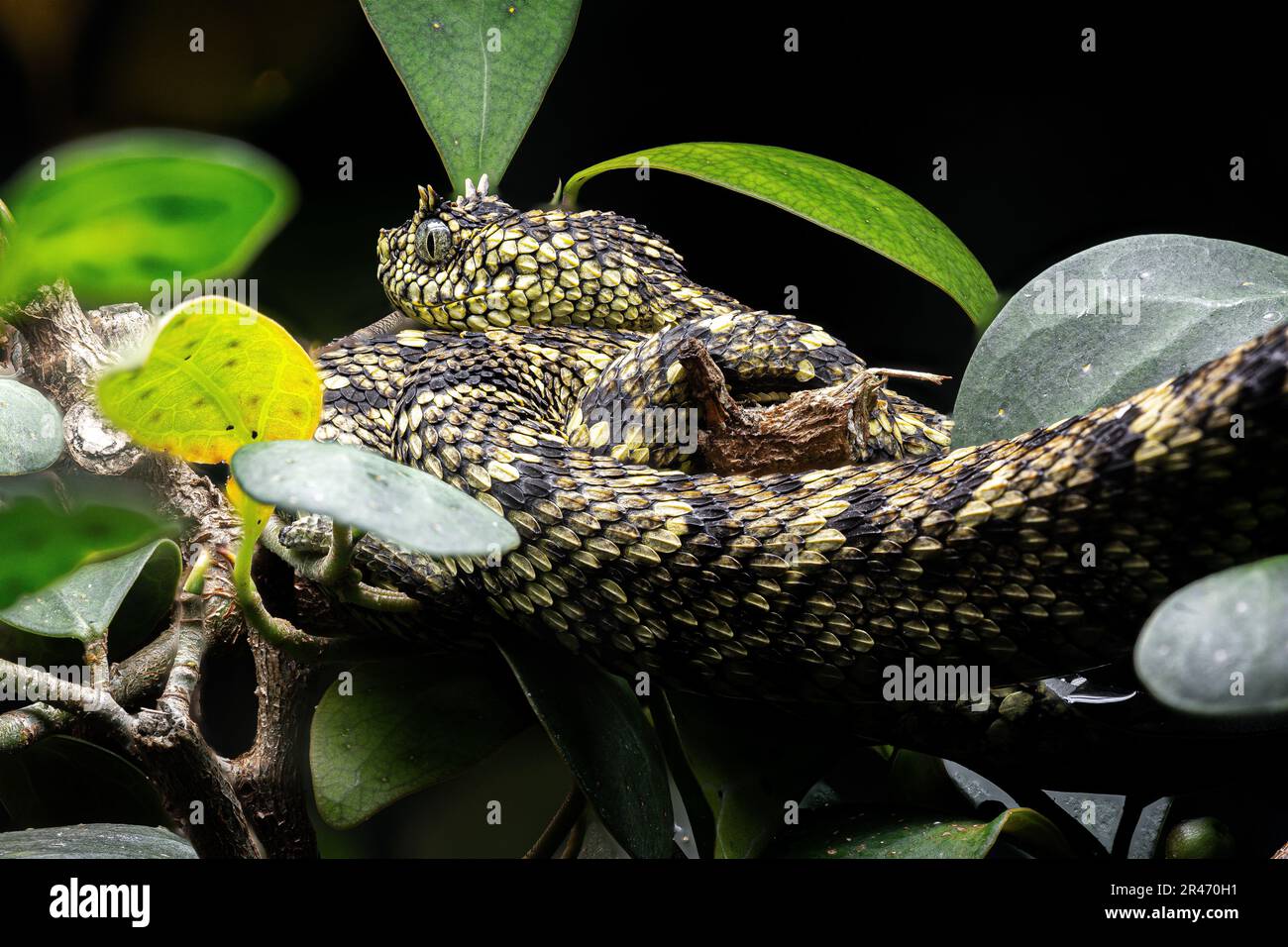 A Horned tree viper (Atheris ceratophora) on a tree branch Stock Photo