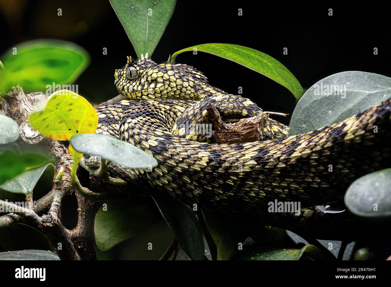 West African tree viper (Atheris chlorechis) on branch Togo. Controlled  conditions Stock Photo - Alamy