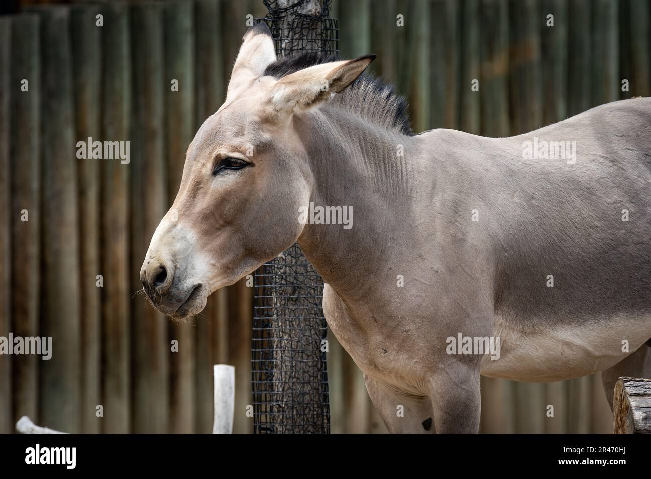A Somali wild donkey (Equus africanus somaliensis) in front of a fence Stock Photo