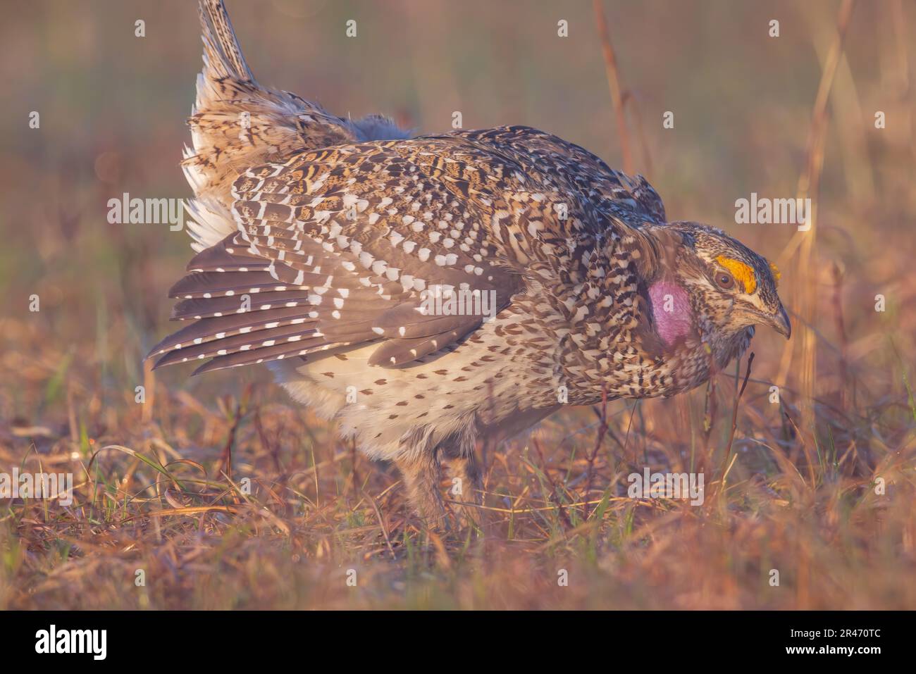 Sharptailed grouse in northern Wisconsin Stock Photo Alamy
