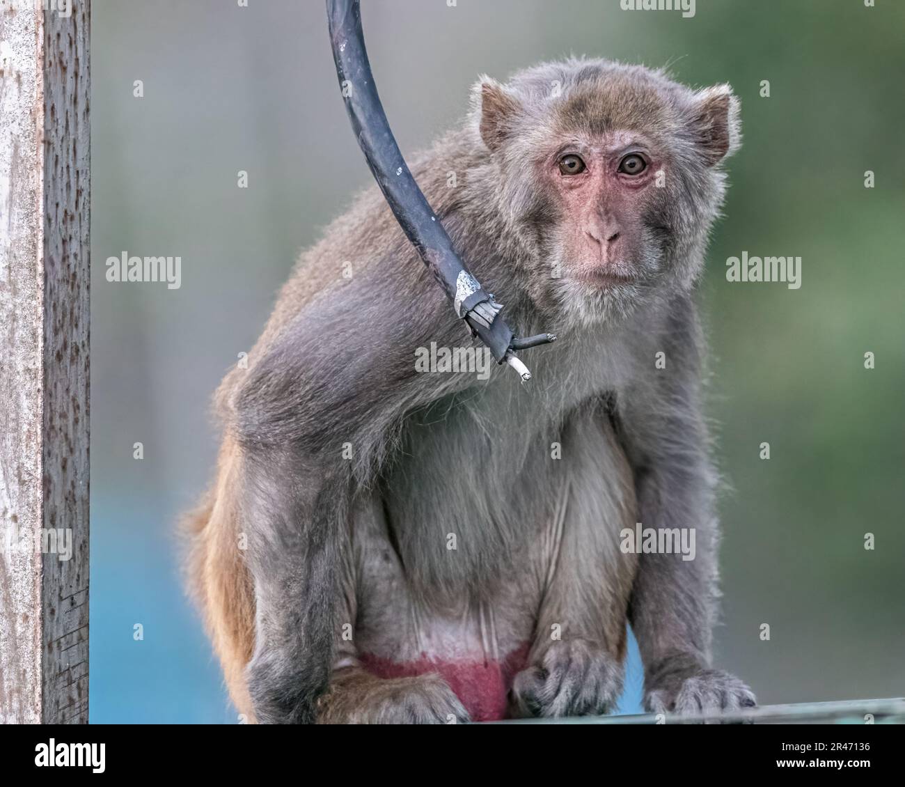 A Monkey with electrical wire Stock Photo Alamy