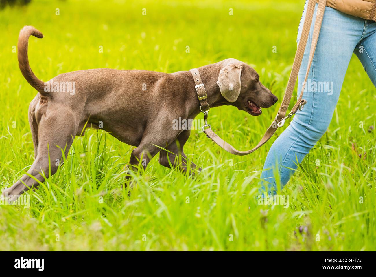 Weimaraner dog on leash with owner. Cut that makes the woman unrecognizable. Park with footpath and green lawn and bright light. Stock Photo