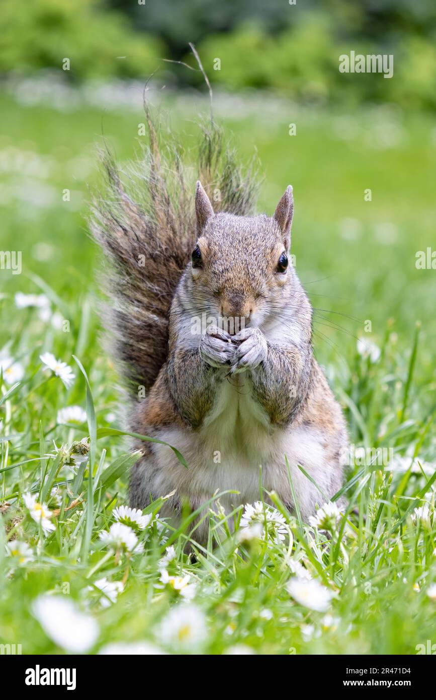 A Grey Squirrel (Sciurus carolinensis) eating a peanut and looking to the camera Stock Photo