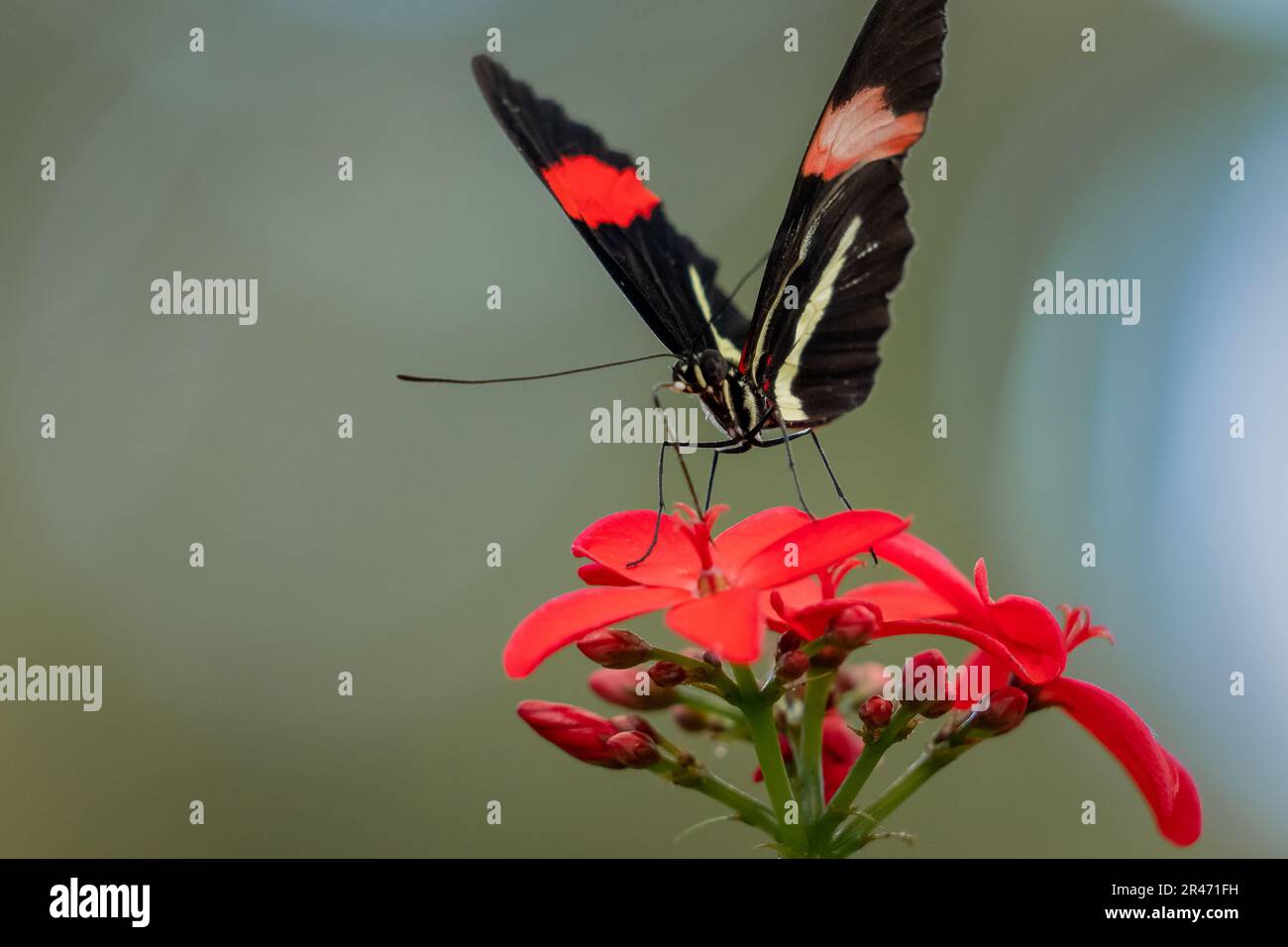 A close-up of a beautiful Postman butterfly (Heliconius melpomene) perched atop a vibrant red flower Stock Photo