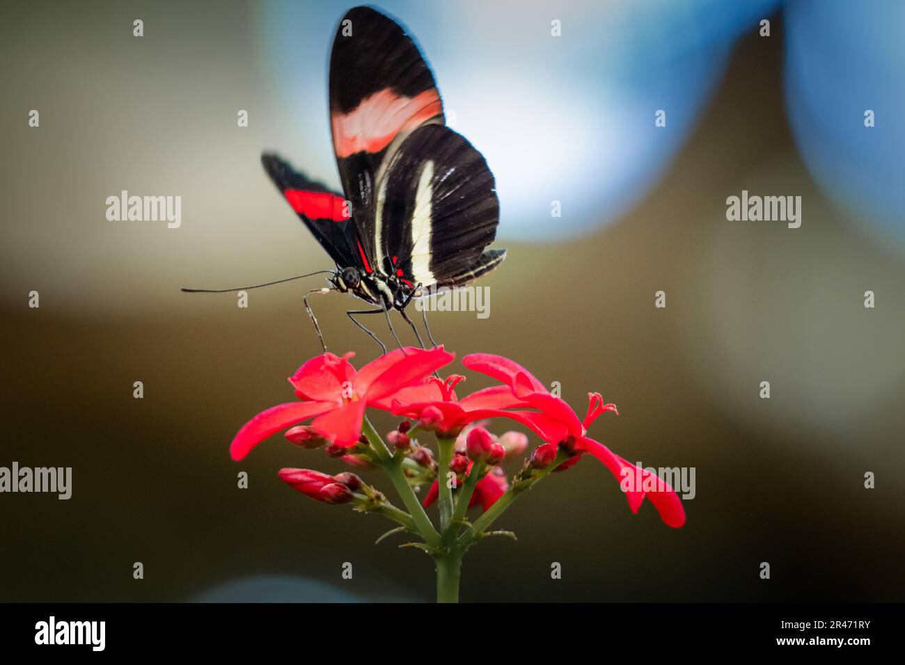 A close-up of a beautiful Postman butterfly (Heliconius melpomene) perched atop a vibrant red flower Stock Photo