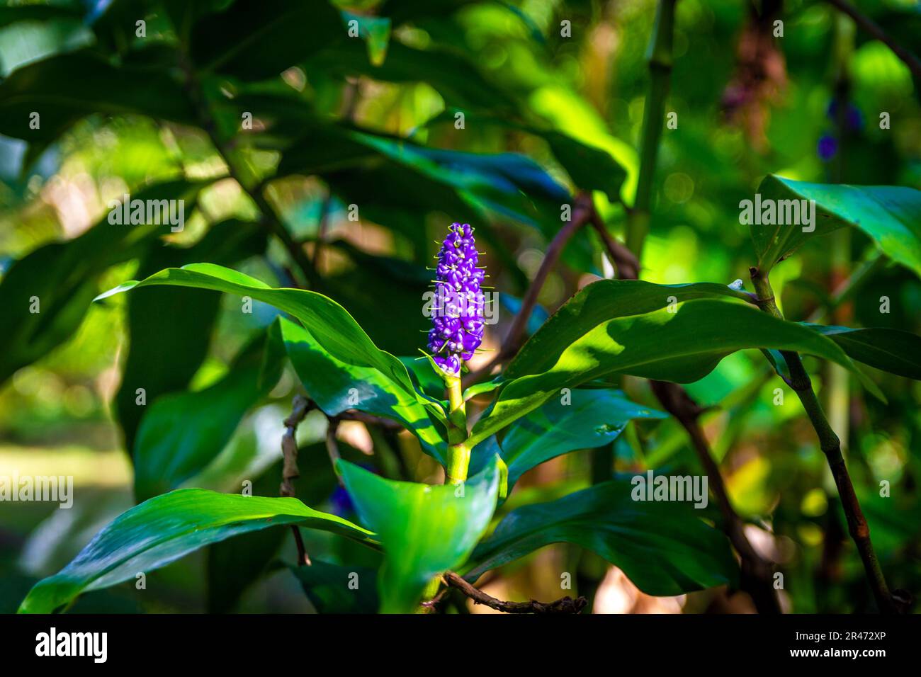 A blue ginger flower sirrounded by lush green leaves. Dichorisandra thyrsiflora. Hawaii. Stock Photo