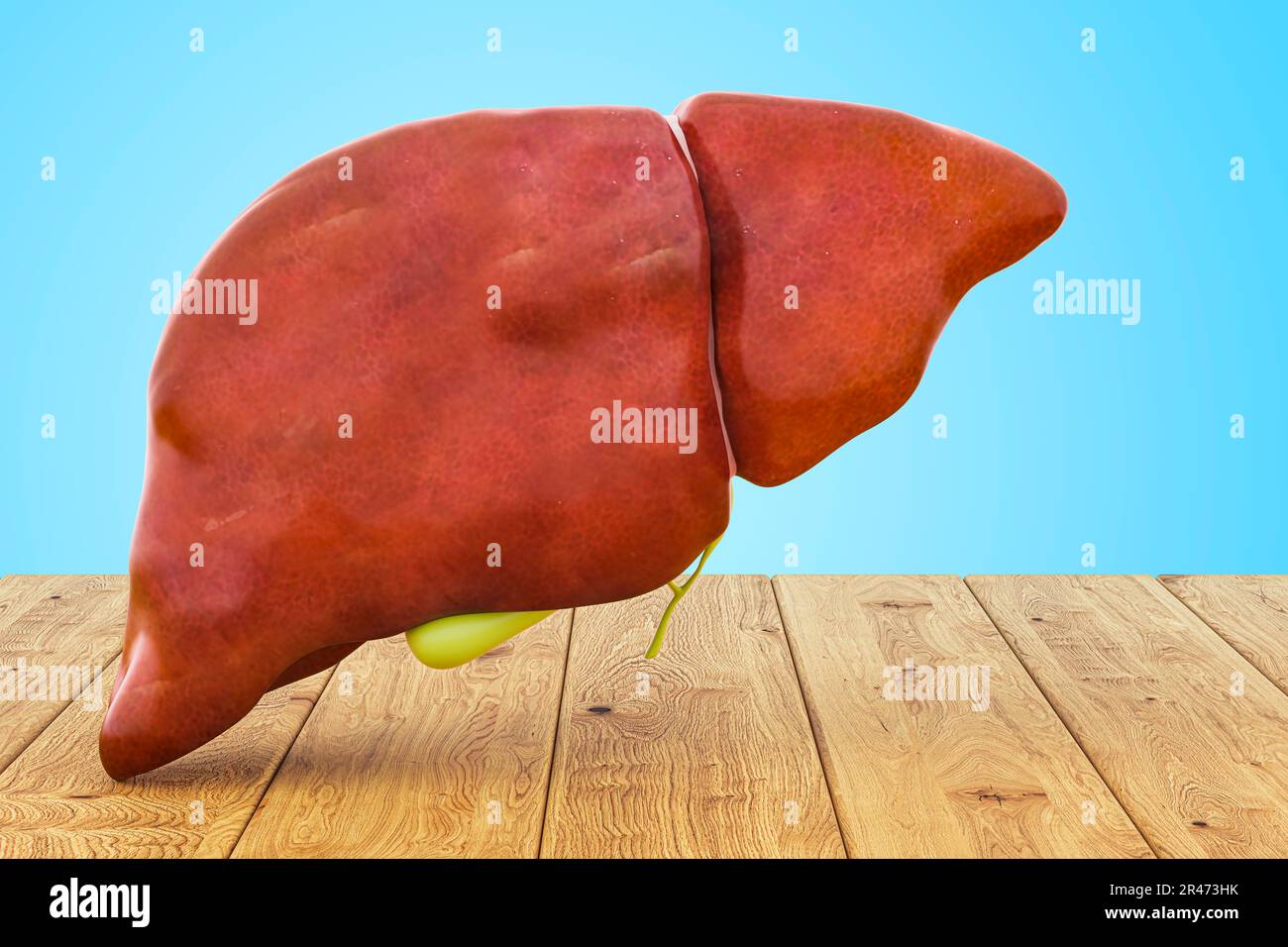 Healthy human liver with gallbladder on wooden table, 3D rendering