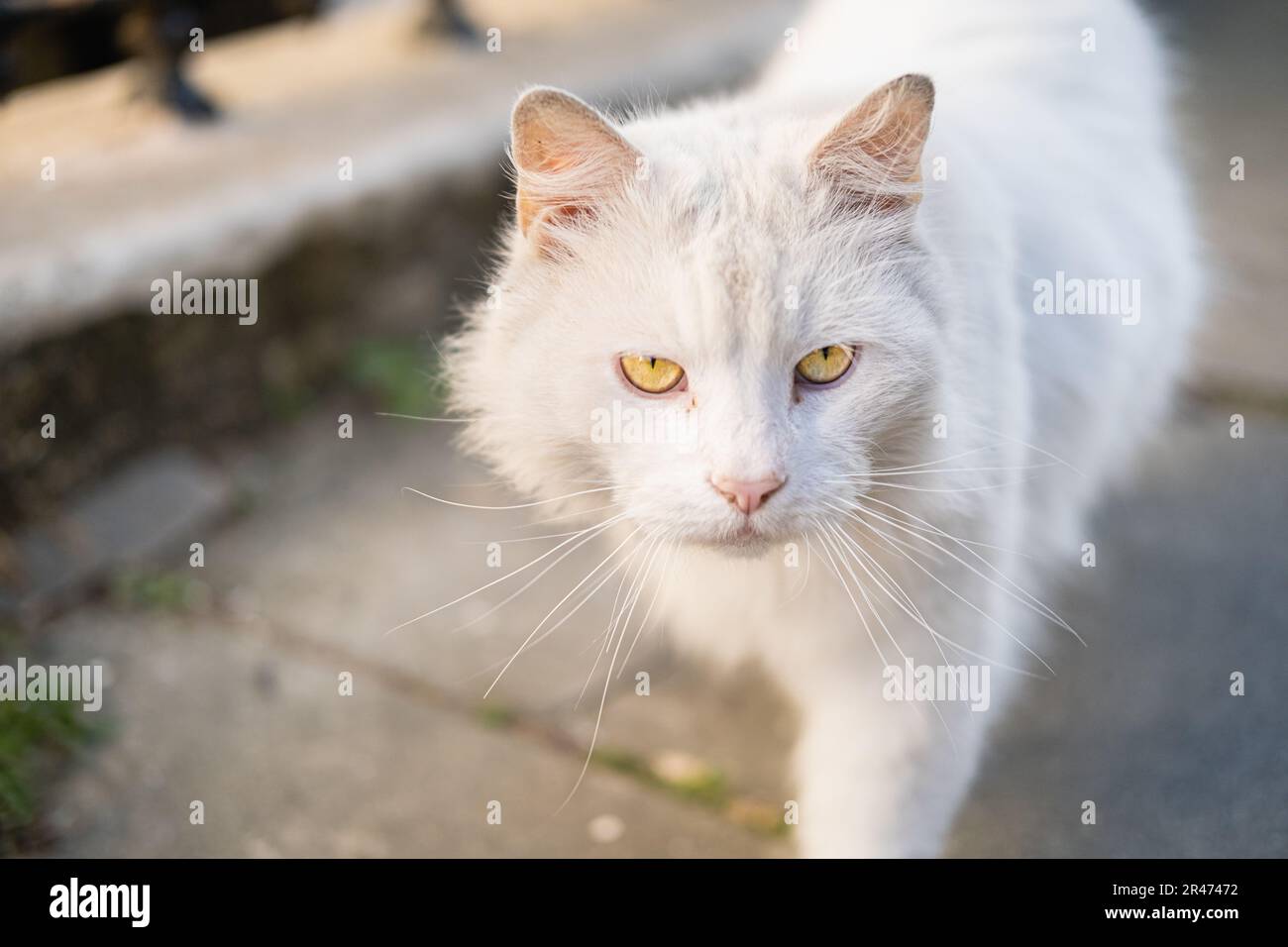 Close-up photo of a white hairy street cat walking towards the camera ...