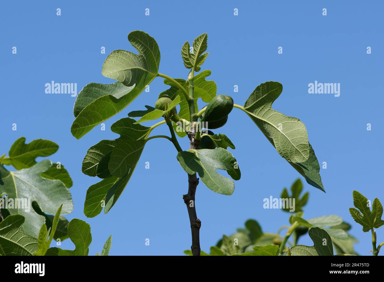 Detail leaf fig tree hi-res stock photography and images - Alamy