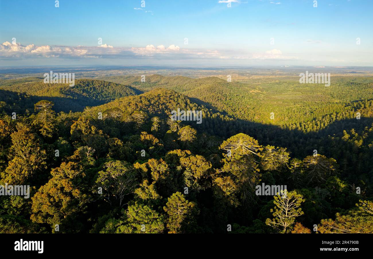 Bunya Mountains National Park in Queensland Australia, section of Great Dividing Range covered with ancient conifer rainforest, various timbers includ Stock Photo