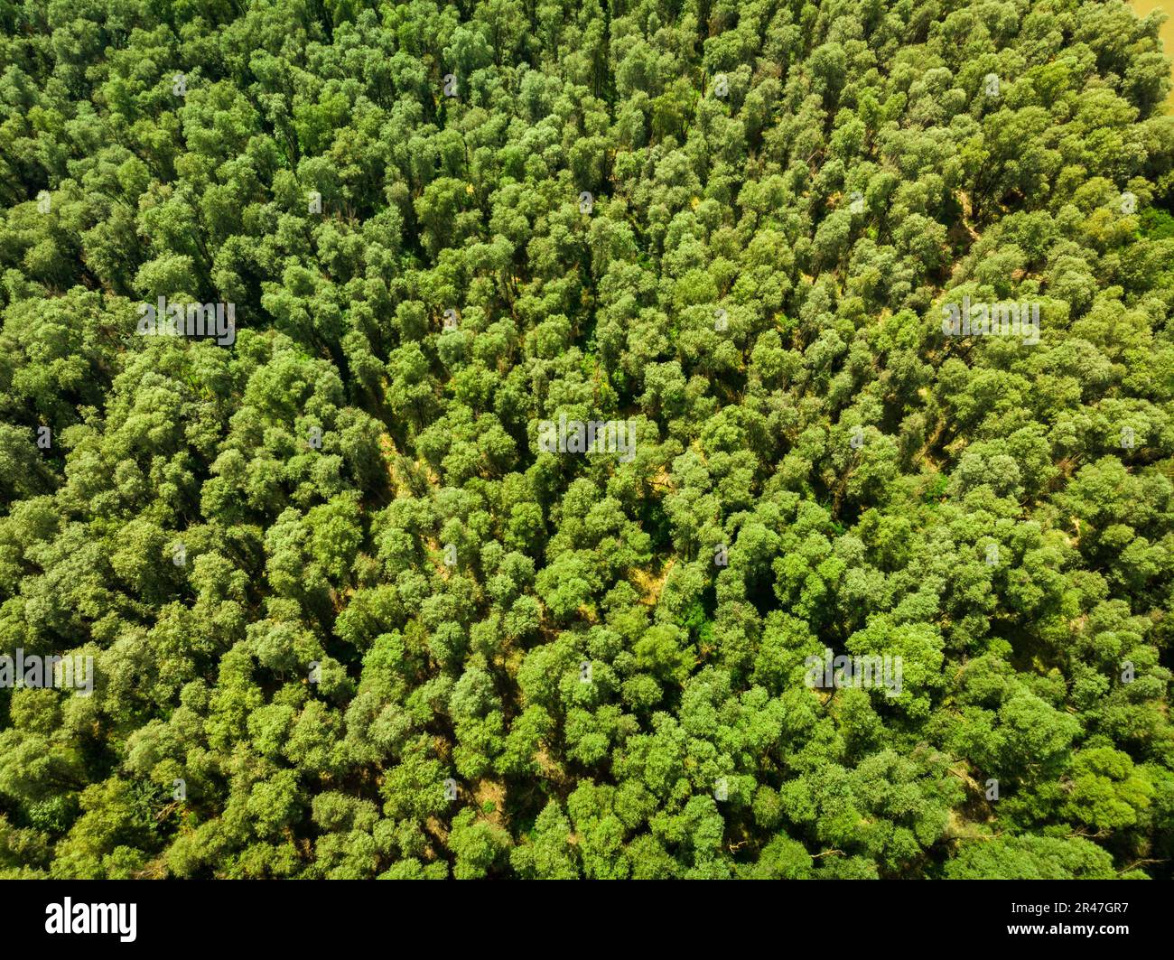 Aerial view of a lush green forest Stock Photo - Alamy