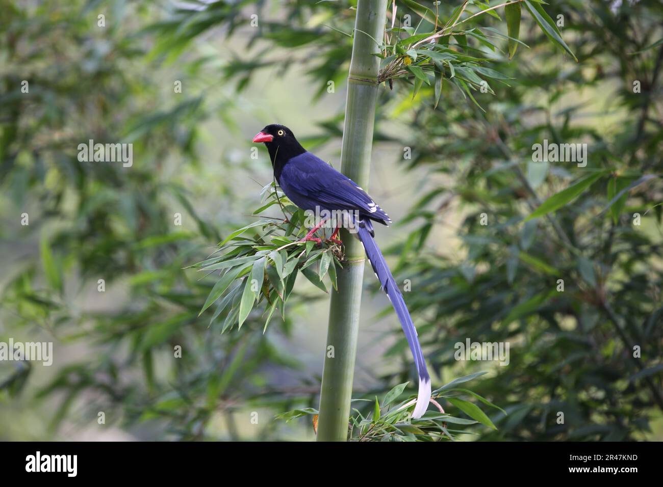A Taiwan blue magpie perched on a green leafy branch. Urocissa caerulea. Stock Photo