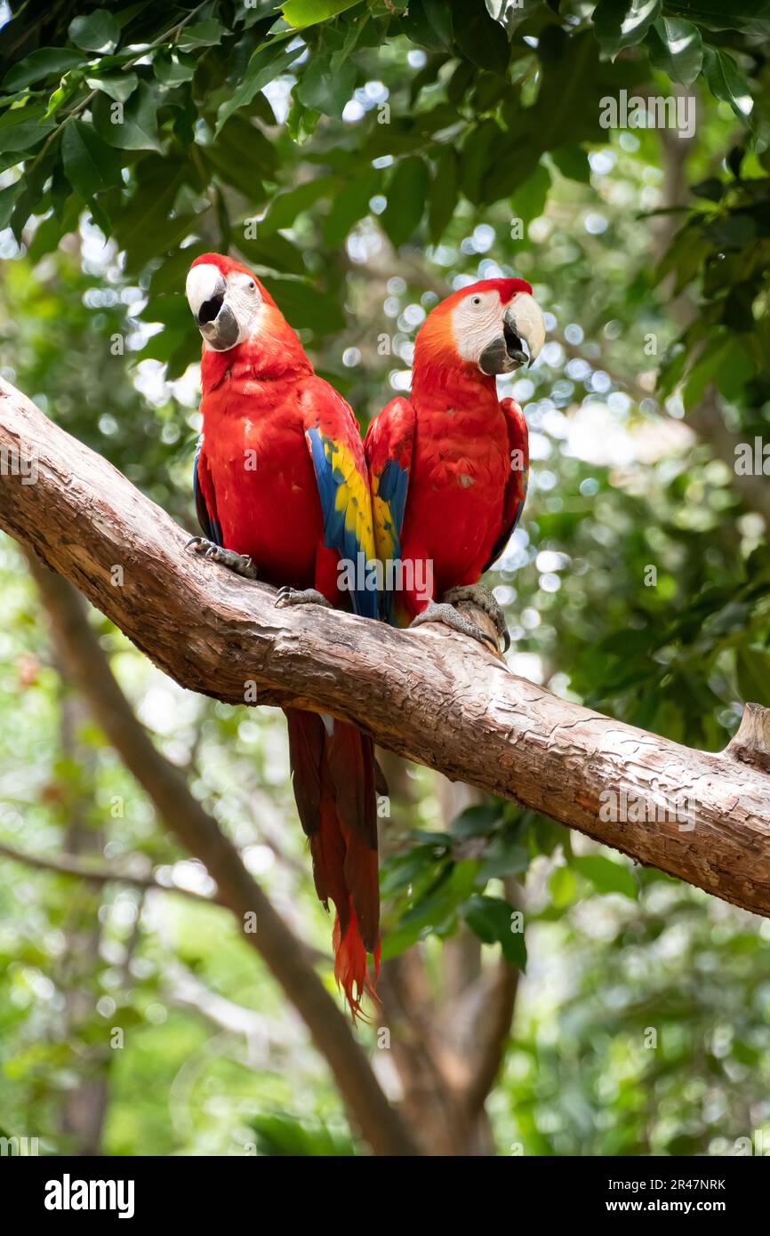 Pair of big parrots Scarlet Macaw, Ara macao, in forest habitat. Two