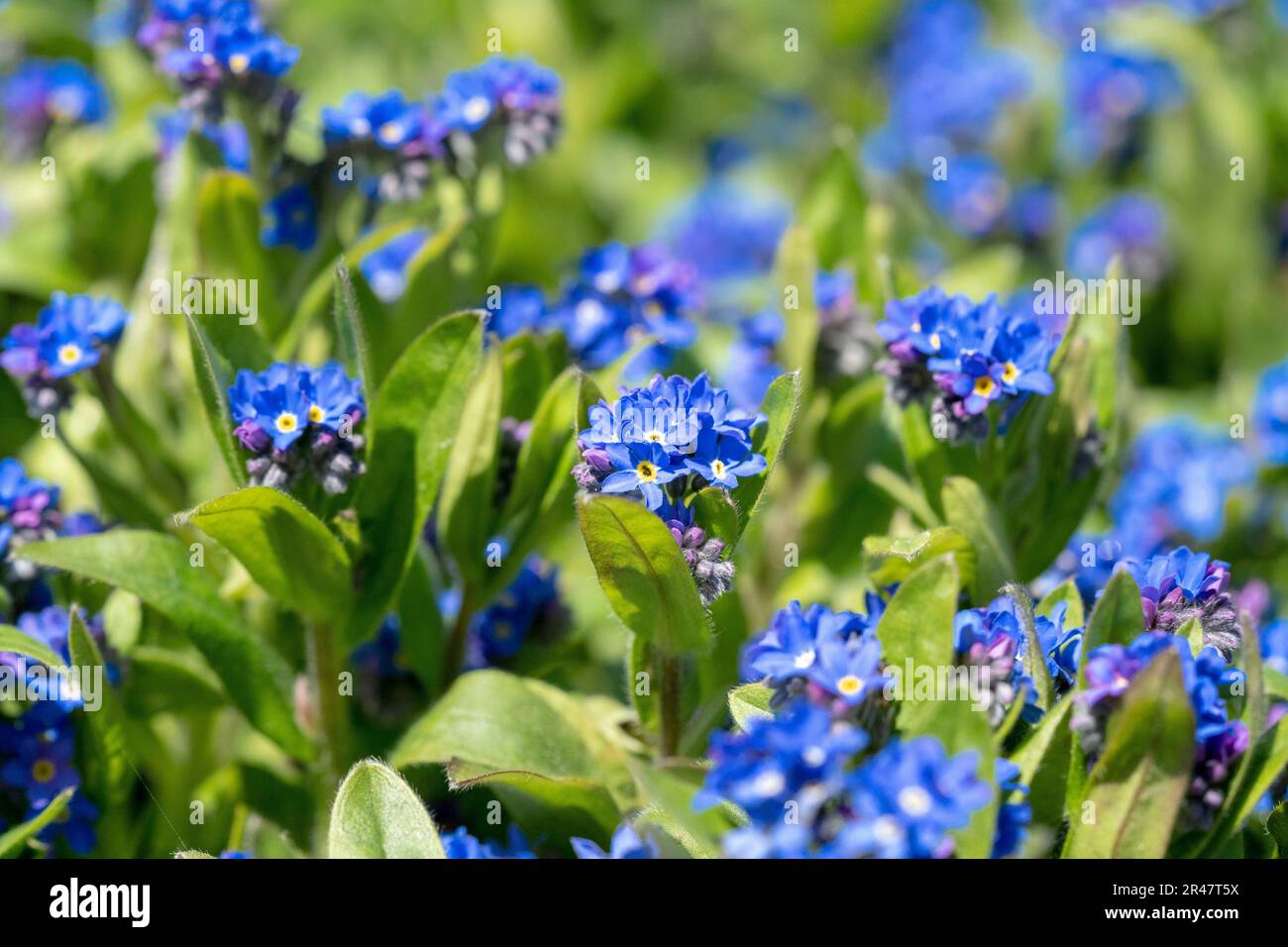 A closeup of scorpion grasses flowers growing in a garden with a blurry