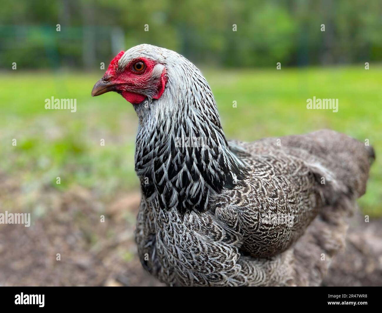 A dark Brahma Chicken Hen with black, gray, and white feathers walking