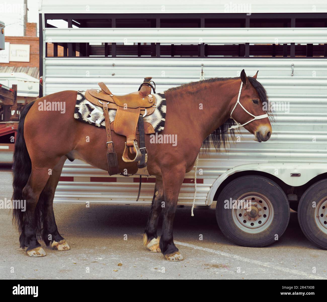 Brown horse side view with saddle, stirrups, blanket is tied next to transport waiting for rider