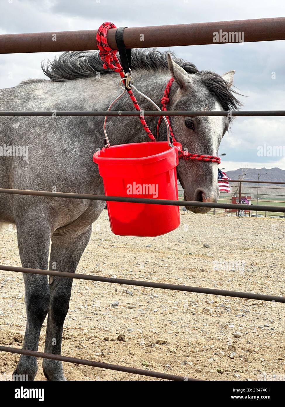 Horse closeup taken at low angle with red feeding bucket pail is tied