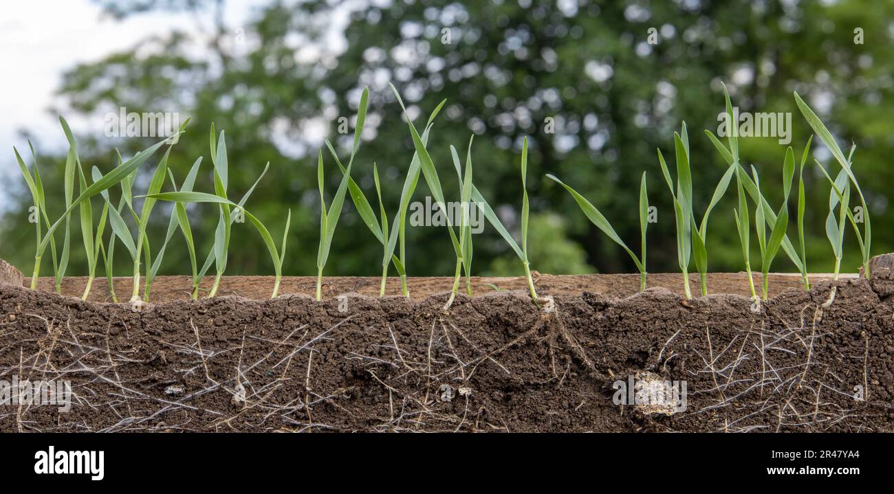 Young shoots of wheat with roots Stock Photo Alamy