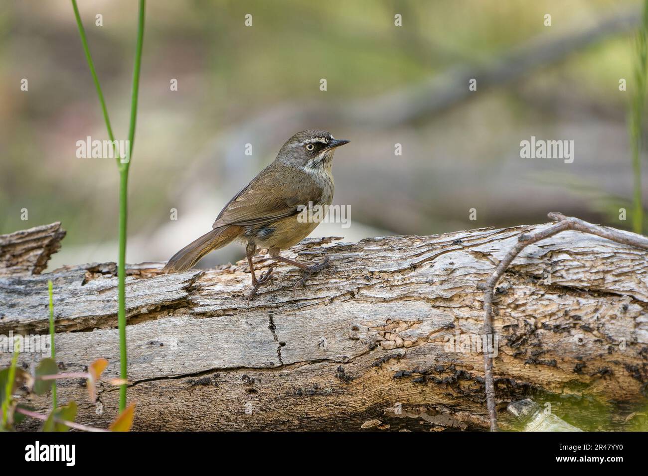 A small white-browed Scrubwren bird perched on a wooden log in a forest setting Stock Photo