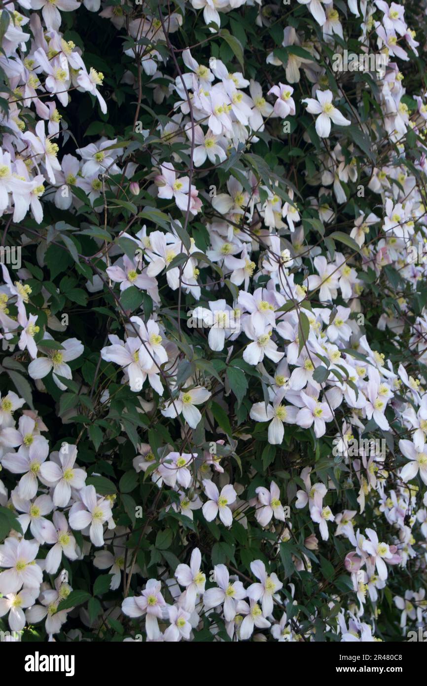 Clematis climbing wall flower hires stock photography and images Alamy
