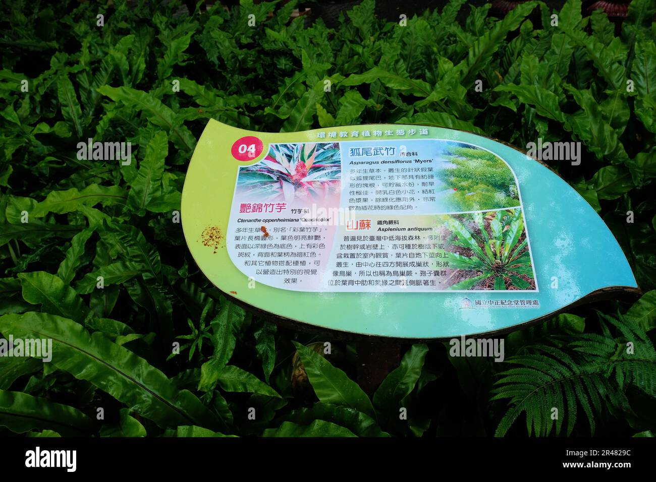Latin nomenclature and description sign for Asparagus densiflorus Myers, Asplenium antiquum, and Ctenanthe oppenheimiana Quadricolor; Taipei, Taiwan. Stock Photo