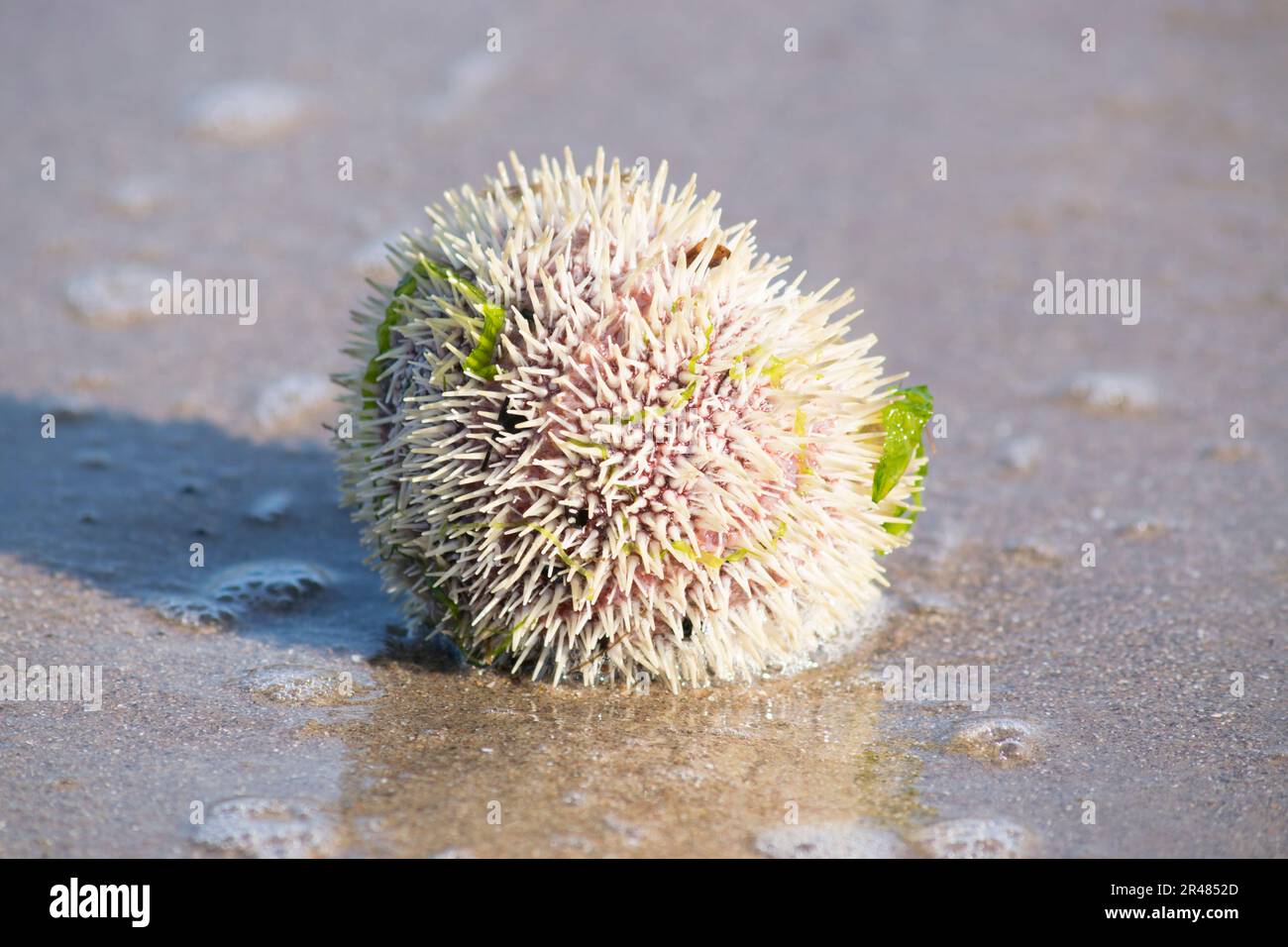 Sea Urchin washed up on the shore Stock Photo