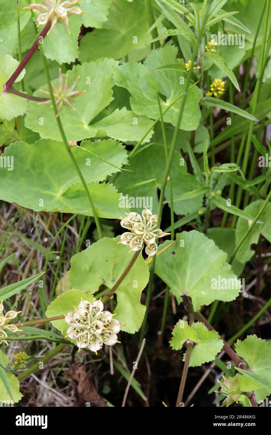 Sumpfdotterblume (Caltha palustris), Sumpf-Dotterblume - geöffnete Samenkapseln Stock Photo
