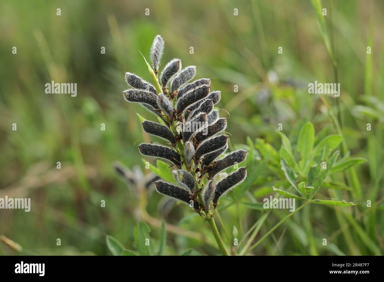 Seeds of narrow leaved lupin, Lupin plant producing seed Stock Photo