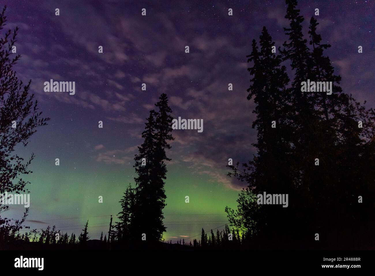 Astonishing, amazing northern lights aurora borealis seen in Yukon Territory, northern Canada in fall autumn. Trees, woods and green sky. Stock Photo