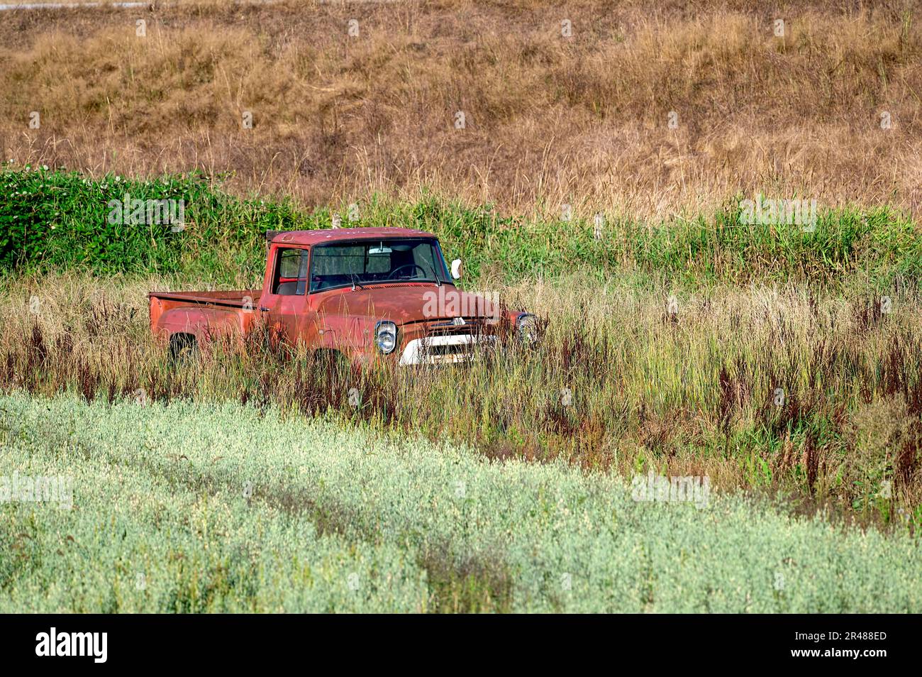 Rusty, old pickup truck abandoned in a field of old grass. Pitt Meadows ...