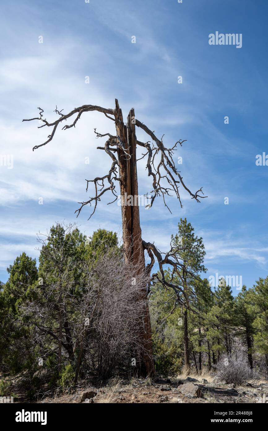 A solitary tree surrounded by smaller trees in a sunny open field