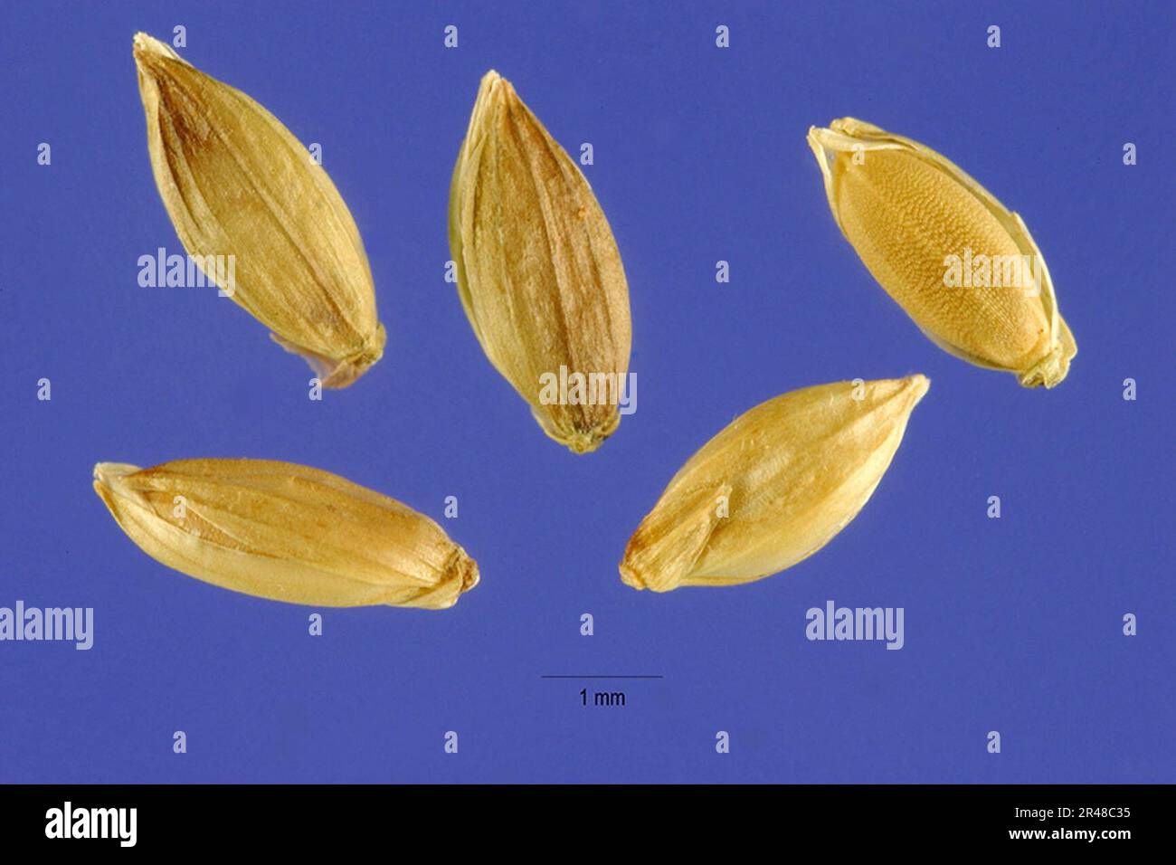 Urochloa mutica seeds Stock Photo