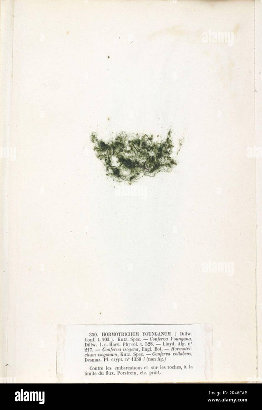 Urospora penicilliformis Crouan Stock Photo