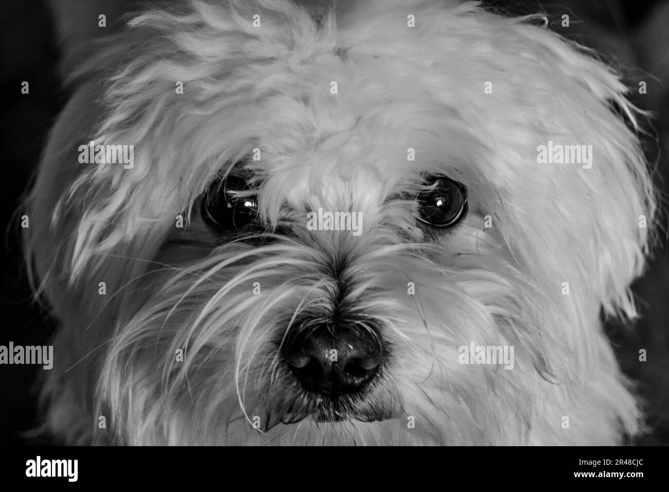 A closeup shot of an adorable puppy looking directly at the camera with an inquisitive expression Stock Photo
